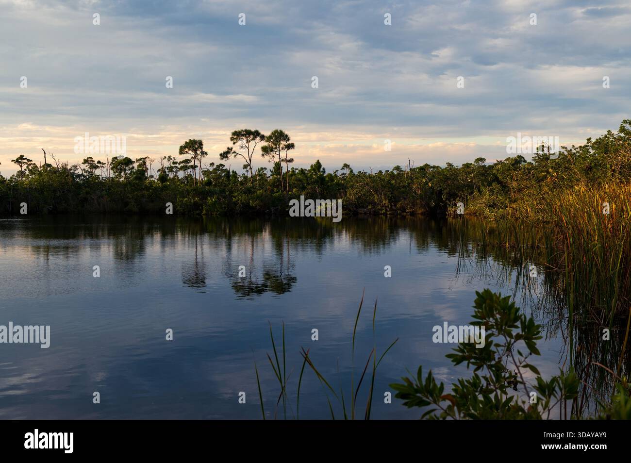 Plate-forme d'observation Blue Hole, Big Pine Key, Floride Banque D'Images