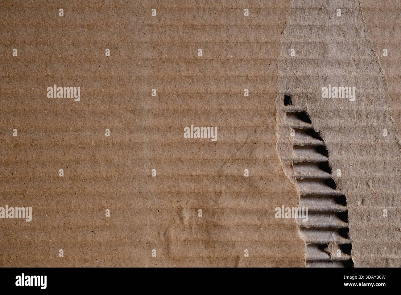 Détail d'un morceau de carton ondulé déchiré Banque D'Images