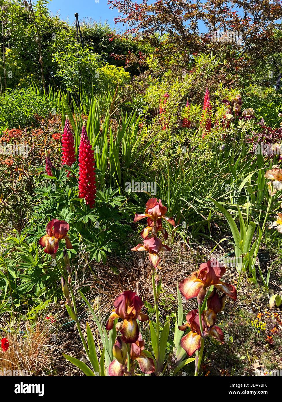 Lupins rouges vibrants et iris barbu dans English Cottage Garden Border - Image de stock capturée avec un smartphone