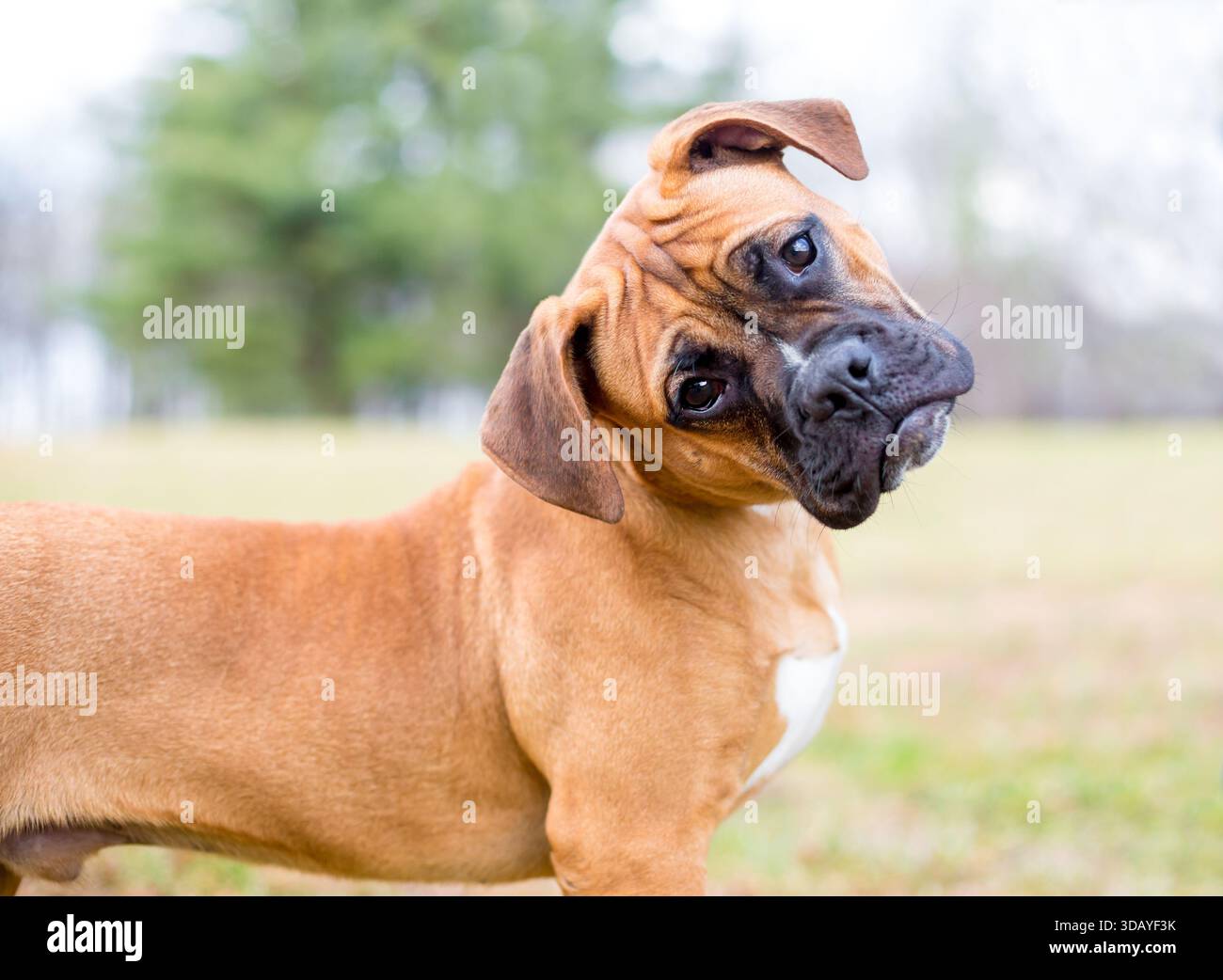 Un jeune chiot Boxer de race pure écoutant avec une inclinaison de la tête Banque D'Images