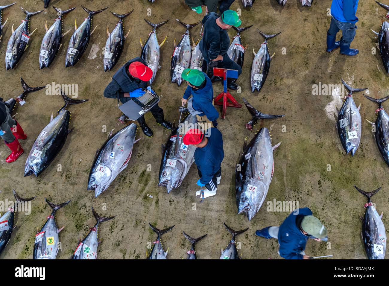 Des travailleurs portant des casquettes rouges et vertes examinent du thon numéroté et enregistrent des données sur un appareil portable lors de la vente aux enchères dans le bâtiment du port de Nachikatsuura, préfecture de Wakayama, Japon. Le port de Katsuura est l'un des principaux sites d'atterrissage de thon frais au Japon. Banque D'Images