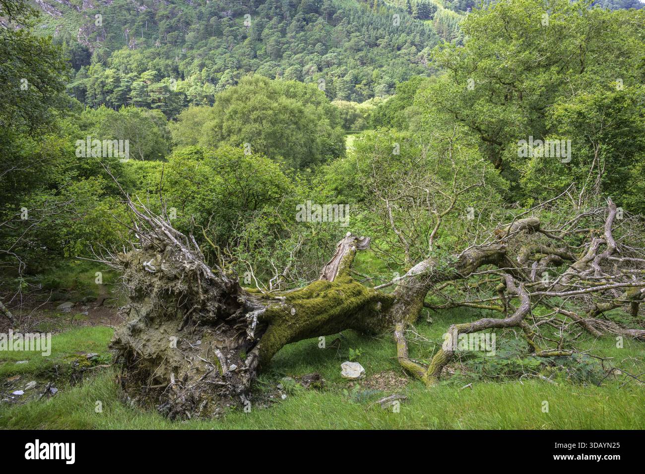 Arbre tombé par la tempête, parc national des montagnes de Wicklow, Glendalough, Brockagh, comté de Wicklow, Irlande Banque D'Images