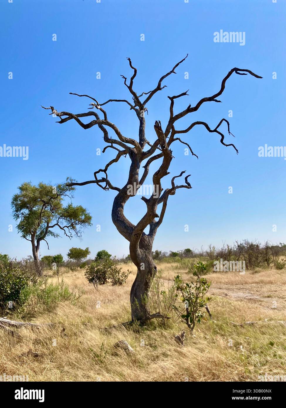 Arbre mort dans le parc national de Chobe, delta de l'Okavango, Botswana Banque D'Images