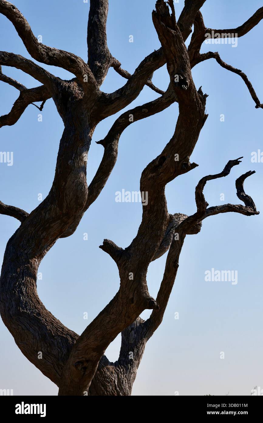 Arbre mort dans le parc national de Chobe, delta de l'Okavango, Botswana Banque D'Images