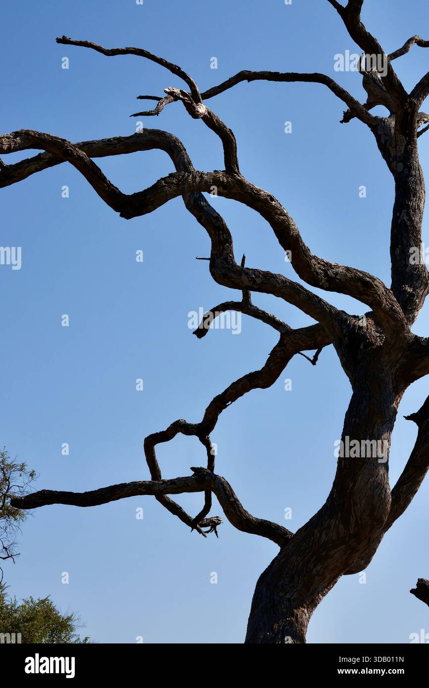 Arbre mort dans le parc national de Chobe, delta de l'Okavango, Botswana Banque D'Images