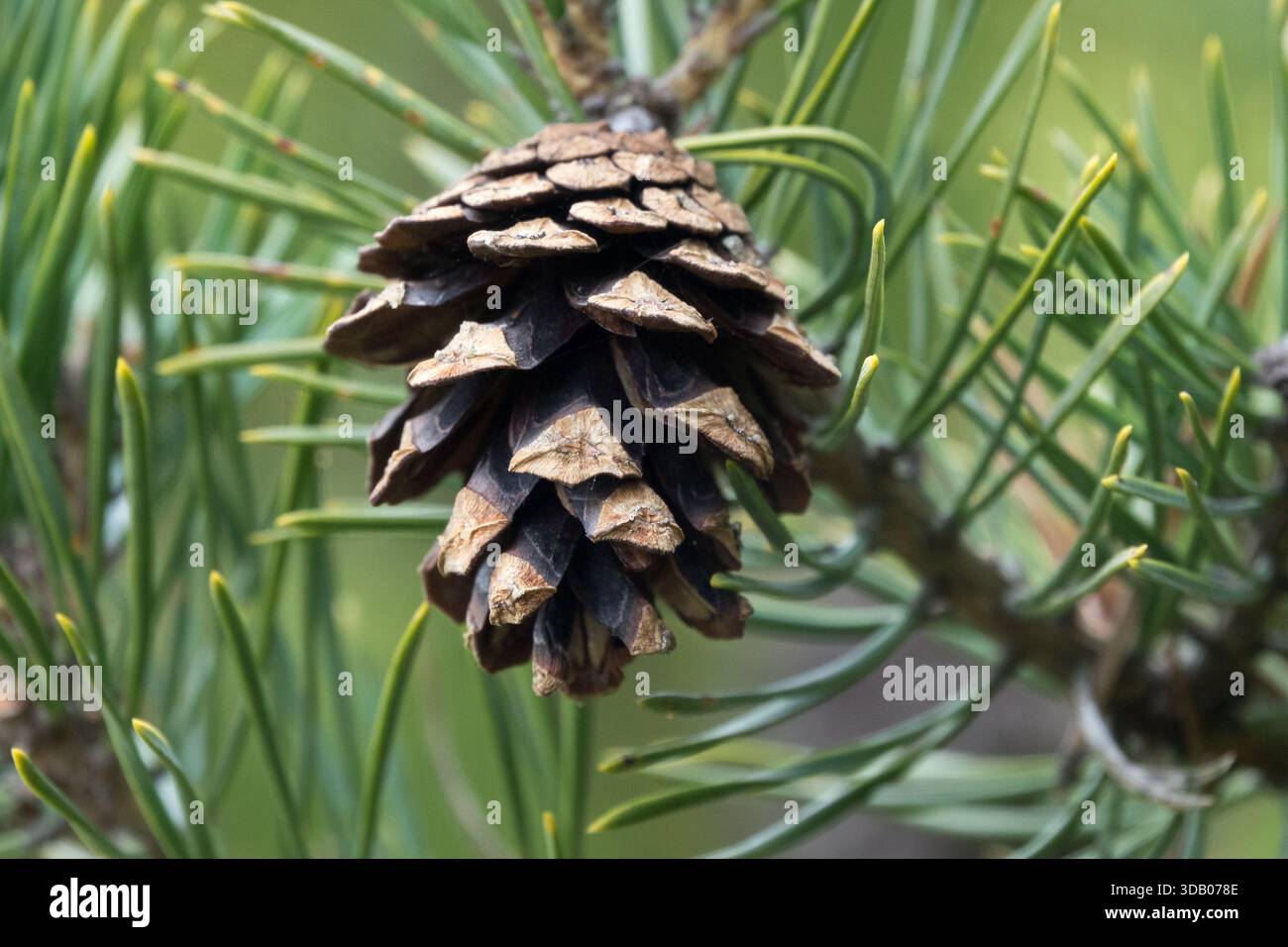 PIN écossais, cône, Pinus sylvestris lapponica Banque D'Images