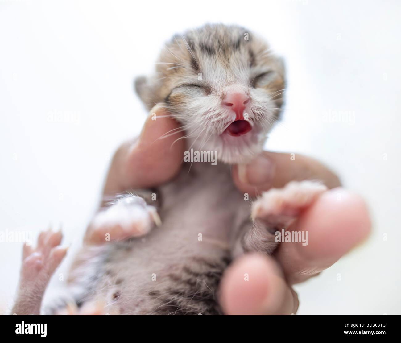 Petit chaton bébé mignon dans la paume de la main Banque D'Images