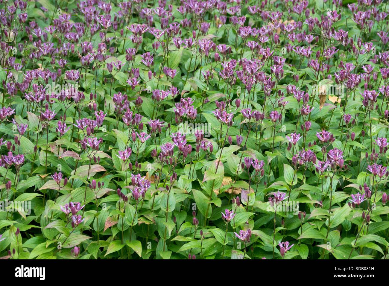 Fleurs de jardin de lys de crapaud Tricyrtis formosana Banque D'Images