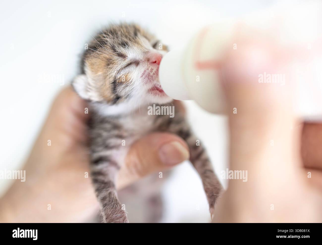 Gros plan nourrir bébé chaton avec une bouteille de lait. Banque D'Images