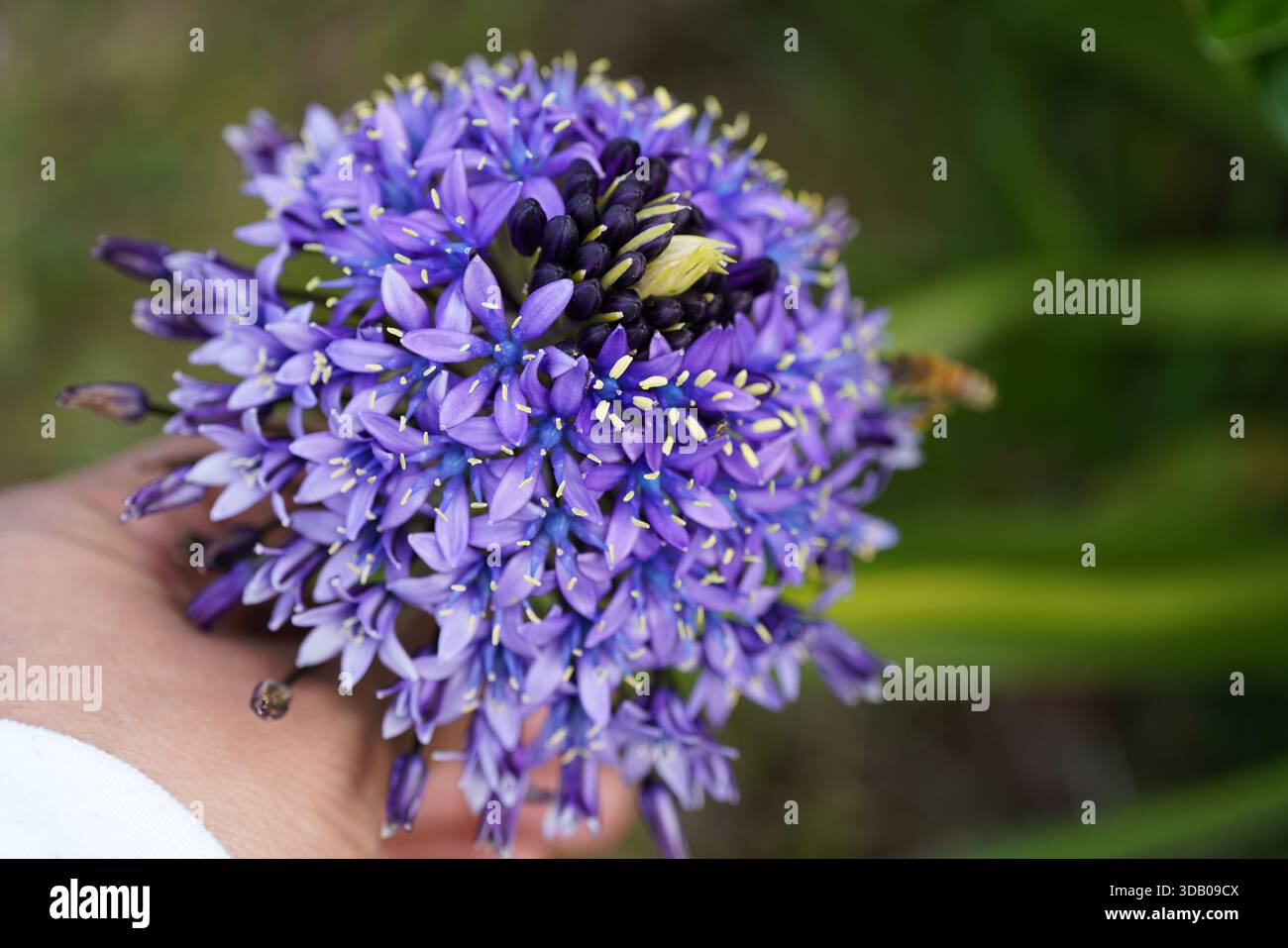 Persona sujetando una flor de Scilla peruviana Banque D'Images