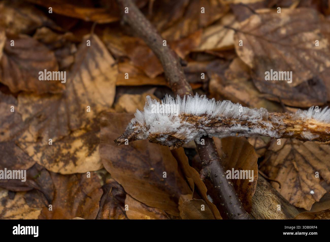 glace de cheveux sur la branche avec fond doré à l'heure d'hiver Banque D'Images