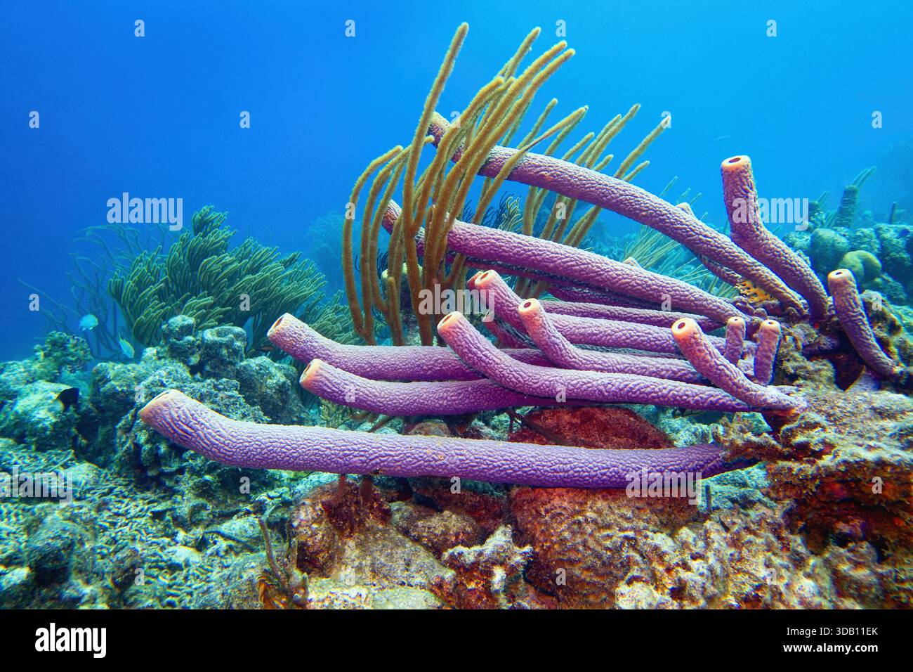 Paysage de récif corallien des Caraïbes avec éponge typique de poêle-pipe - Aplysina archeri. Bonaire, Caraïbes pays-Bas Banque D'Images