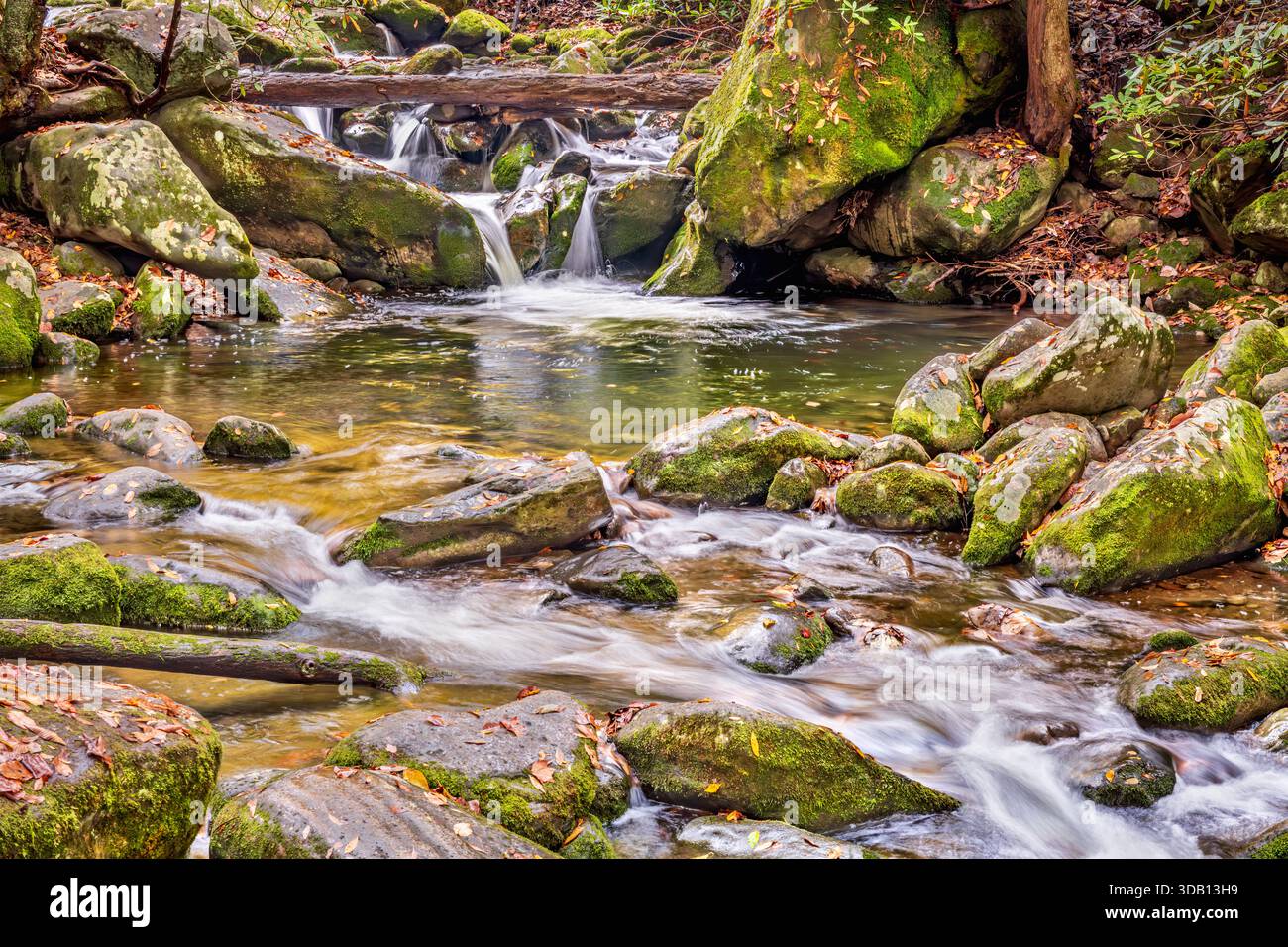 Le feuillage d'automne met en évidence un ruisseau avec de l'eau qui coule profondément dans les grandes Smoky Mountains, montrant la nature sauvage en action alors que l'automne commence à passer Banque D'Images