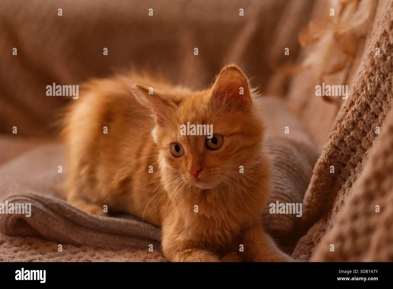 Chaton gingembre se trouve étiré sur une couverture texturée avec une posture sereine. Les tons chauds soulignent le confort et la douceur des détails de fourrure. Banque D'Images