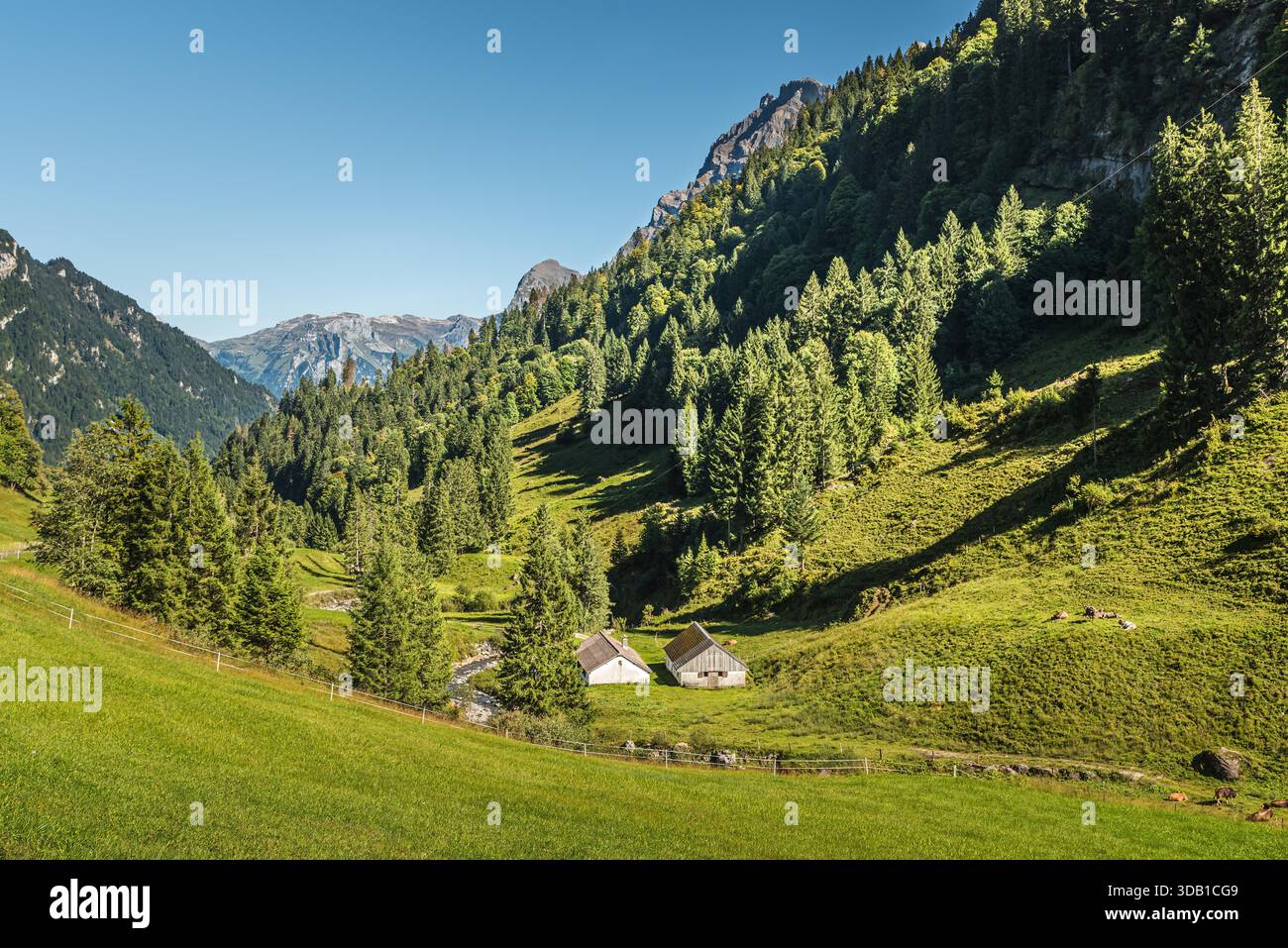 Paysage de montagne pittoresque de la région du col de Pragelpass dans le canton de Schwyz, Suisse. Deux cabanes isolées sont nichées dans la vallée, entourées de prairies verdoyantes et de flancs de montagnes boisées et abruptes. Quelques bovins peuvent être vus paissant sur la colline. Banque D'Images