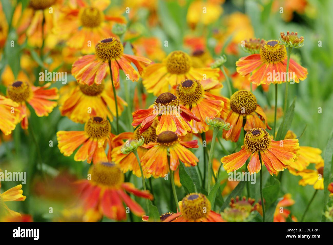 Helenium mardi gras, herbacée à longue floraison vivace également appelé éneezeweed. gros plan, cadre de remplissage, arrière-plan, portrait Banque D'Images