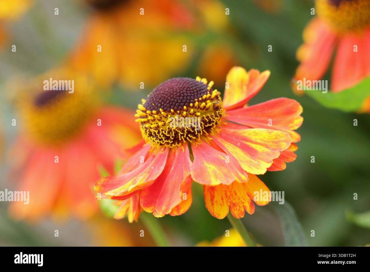 Helenium Luc sneezeweed, longue floraison herbacée vivace Marguerite comme des fleurs oranges en été et en automne.Close up cadre de remplissage de portrait de fond Banque D'Images