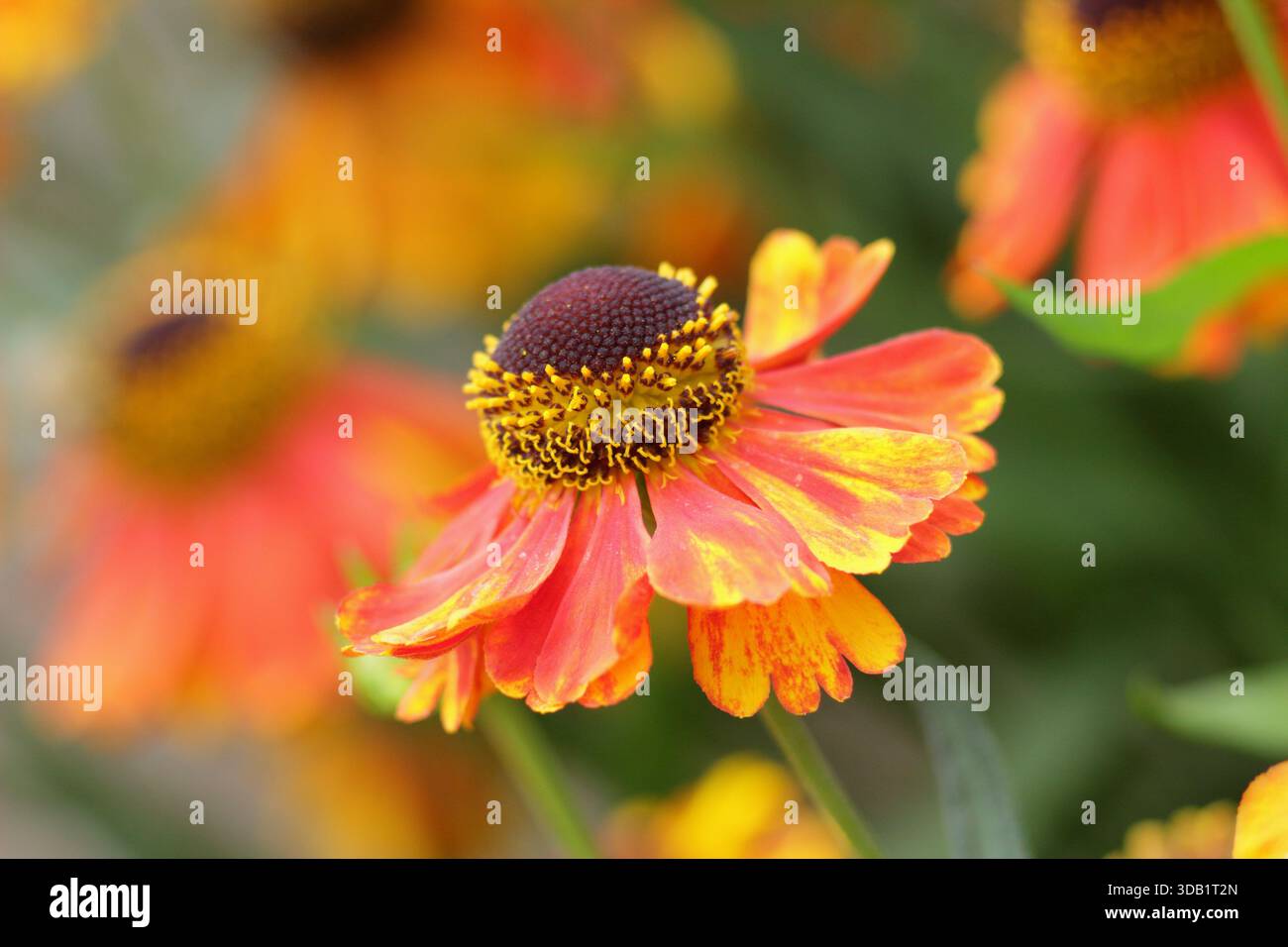 Helenium Luc sneezeweed, longue floraison herbacée vivace Marguerite comme des fleurs oranges en été et en automne.Close up cadre de remplissage de portrait de fond Banque D'Images