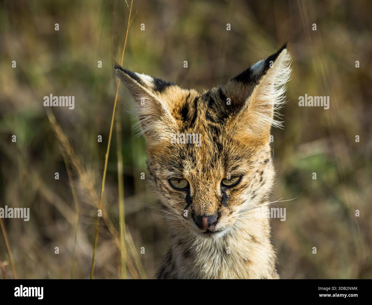 Nous avons « discrètement » suivi un chat sauvage serval dans l'herbe africaine grande ouverte. Gros plan de sa tête. Banque D'Images