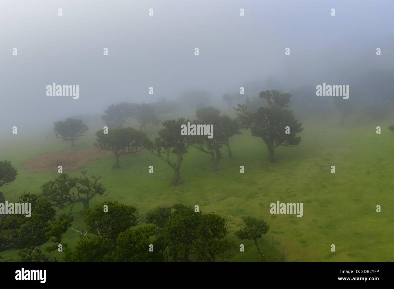 Le brouillard dérive au-dessus des lauriers de la forêt de Fanal sur l'île de Madère, au Portugal Banque D'Images