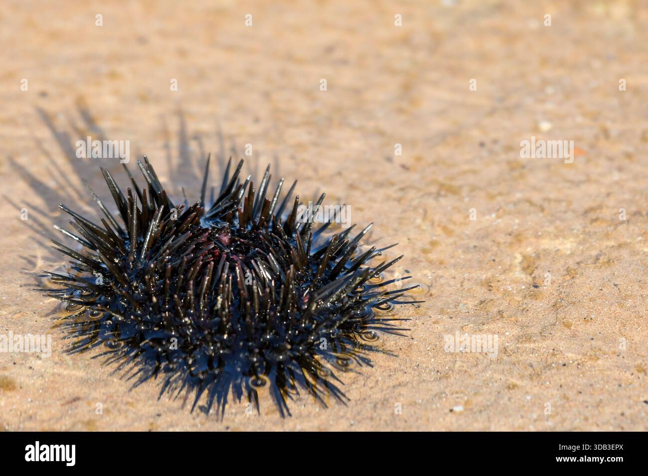 Oursin indo-pacifique (Echinometra mathaei) échoués sur un récif sablonneux humide plat à marée basse, côte de la mer Rouge, Égypte Banque D'Images