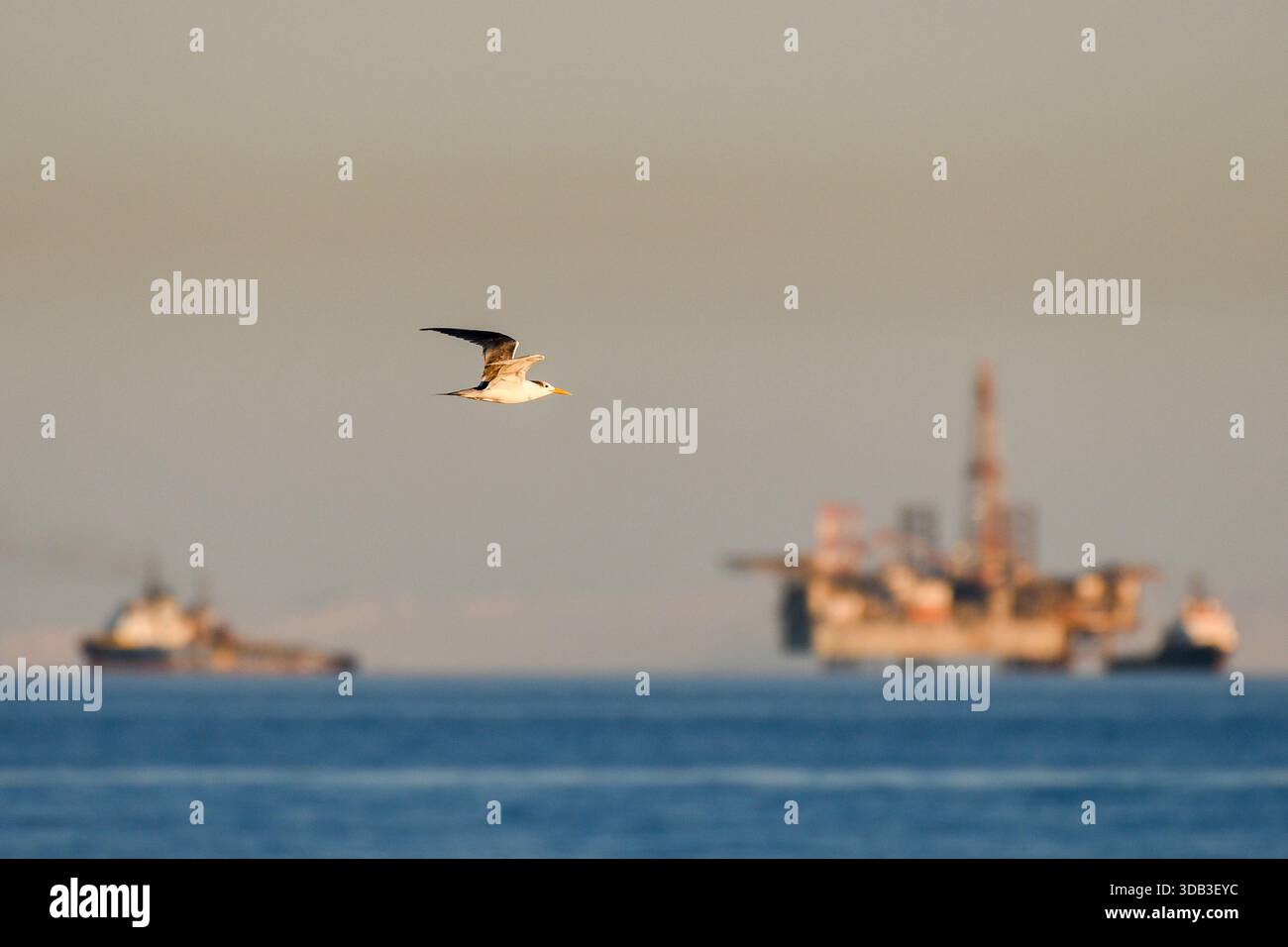 Sterne à crête supérieure (Thalasseus bergii) volant au-dessus de la mer Rouge avec plate-forme pétrolière offshore et navire dans la lumière douce du soir, Egypte Banque D'Images