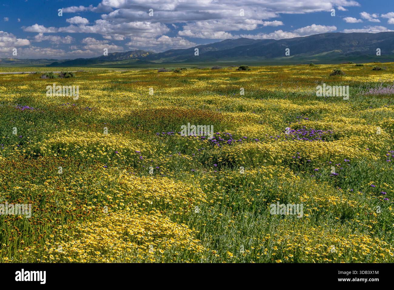 Monolopia, fleurs sauvages, chaîne Tremblor, Monument national de Carizzo Plain, comté de San Luis Obispo, Californie Banque D'Images