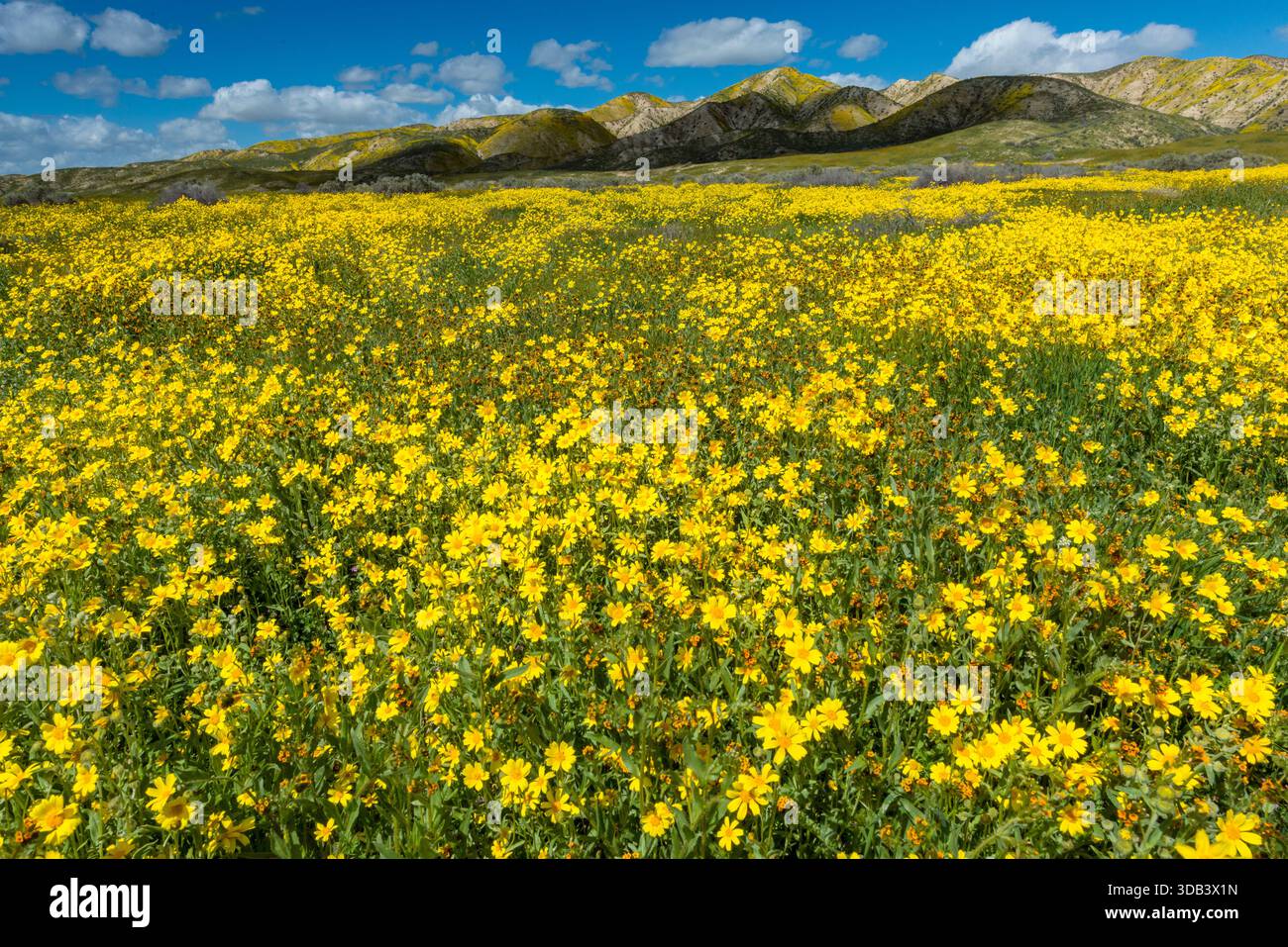 Fiddlenecks Monolopia Tremblor, gamme, Carizzo, Plaine de Monument National, San Luis Obispo County, Californie Banque D'Images