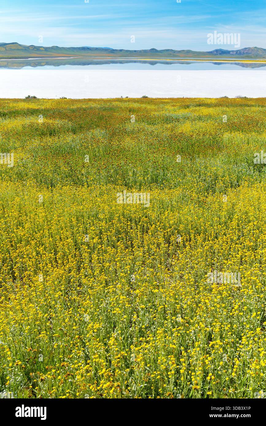 Fiddlenecks Monolopia, soude, Lac, Carizzo Plain National Monument, San Luis Obispo County, Californie Banque D'Images