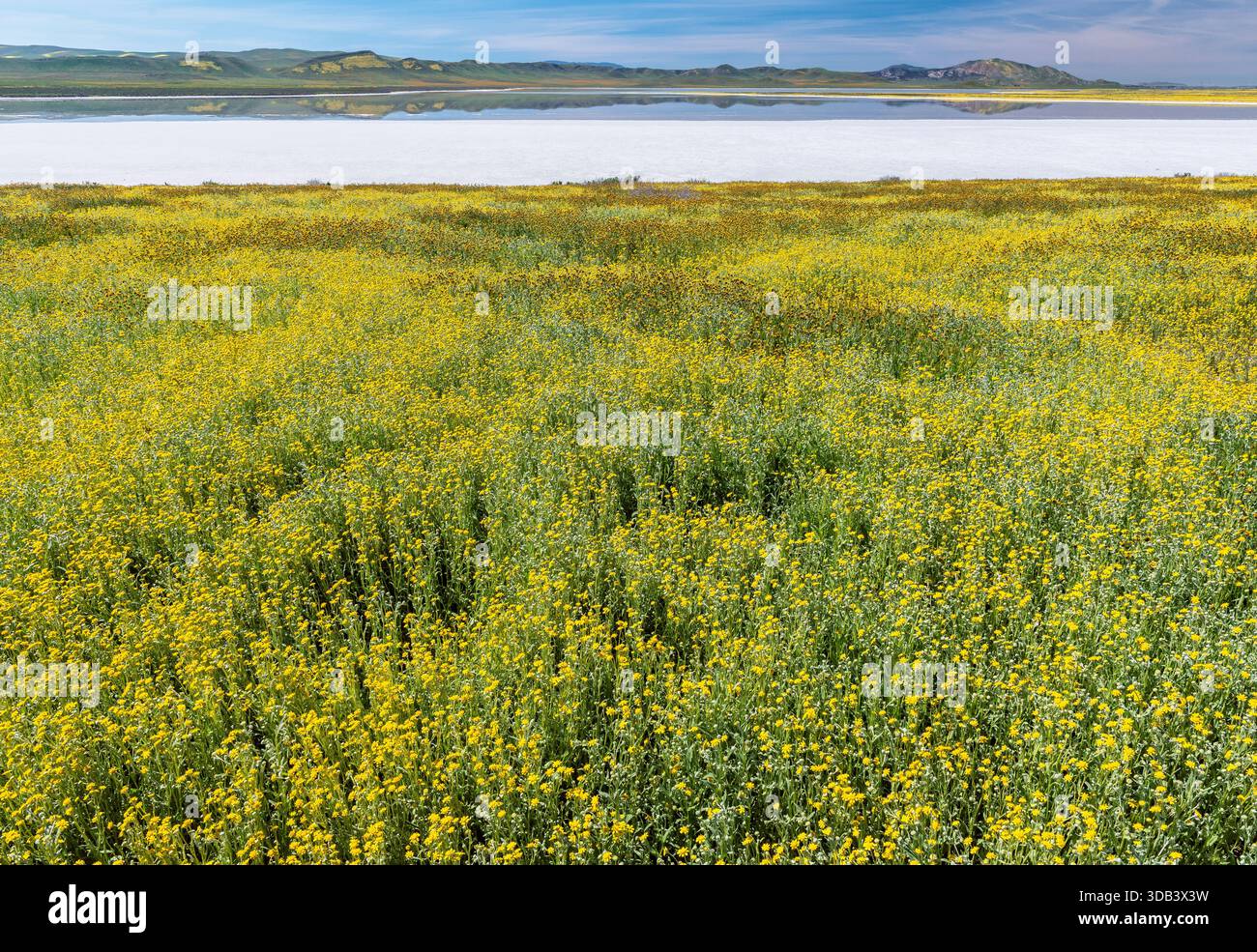 Fiddlenecks, Monolopia, Soda Lake, Carrizo Plain National Monument, San Luis Obispo County, Californie Banque D'Images