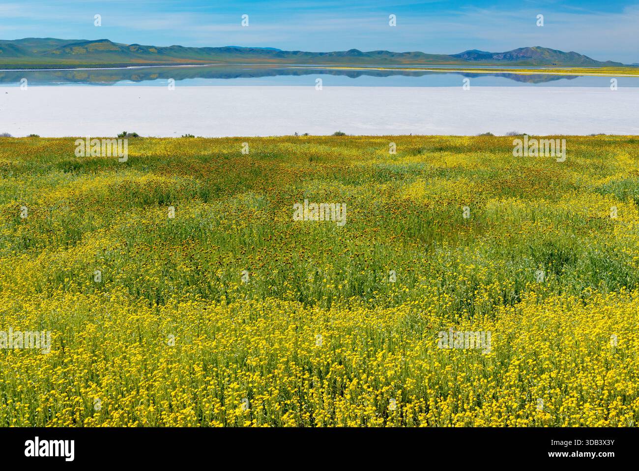 Fiddlenecks Monolopia, soude, Lac, Carizzo Plain National Monument, San Luis Obispo County, Californie Banque D'Images