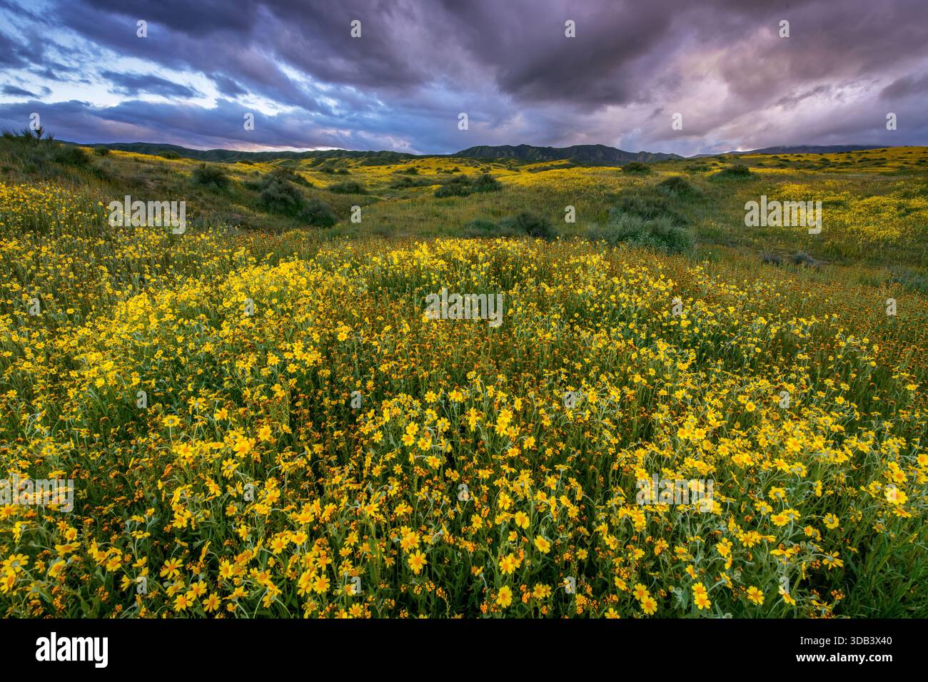 Monolopia, Fiddlenecks, Caliente Range, monument national de la plaine Carrizo, comté de San Luis Obispo, Californie Banque D'Images
