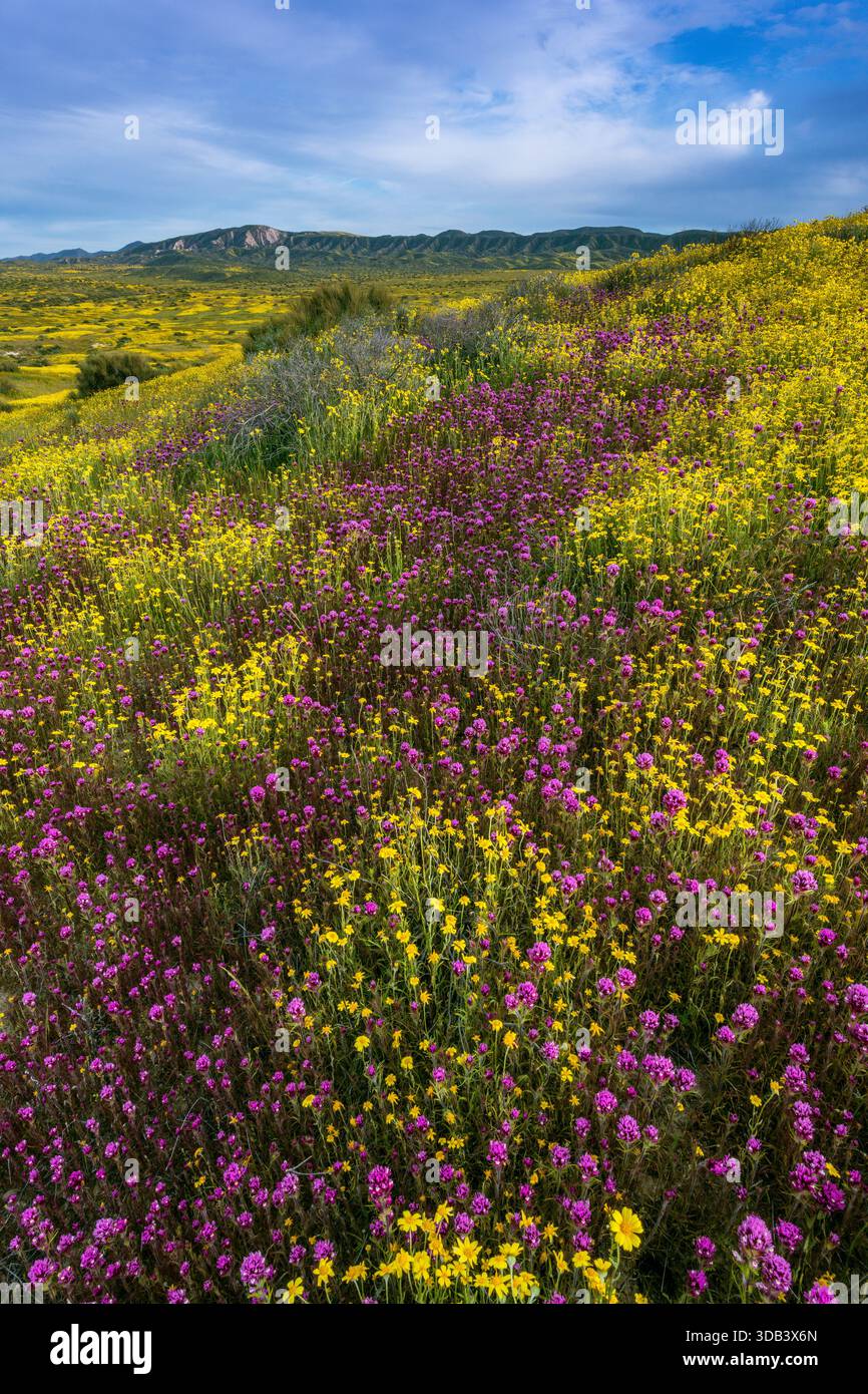 Les hiboux Trèfle, Monolopia, Coreopsis, phacélie, Caliente Range, Carrizo Plain National Monument, San Luis Obispo County, Californie Banque D'Images
