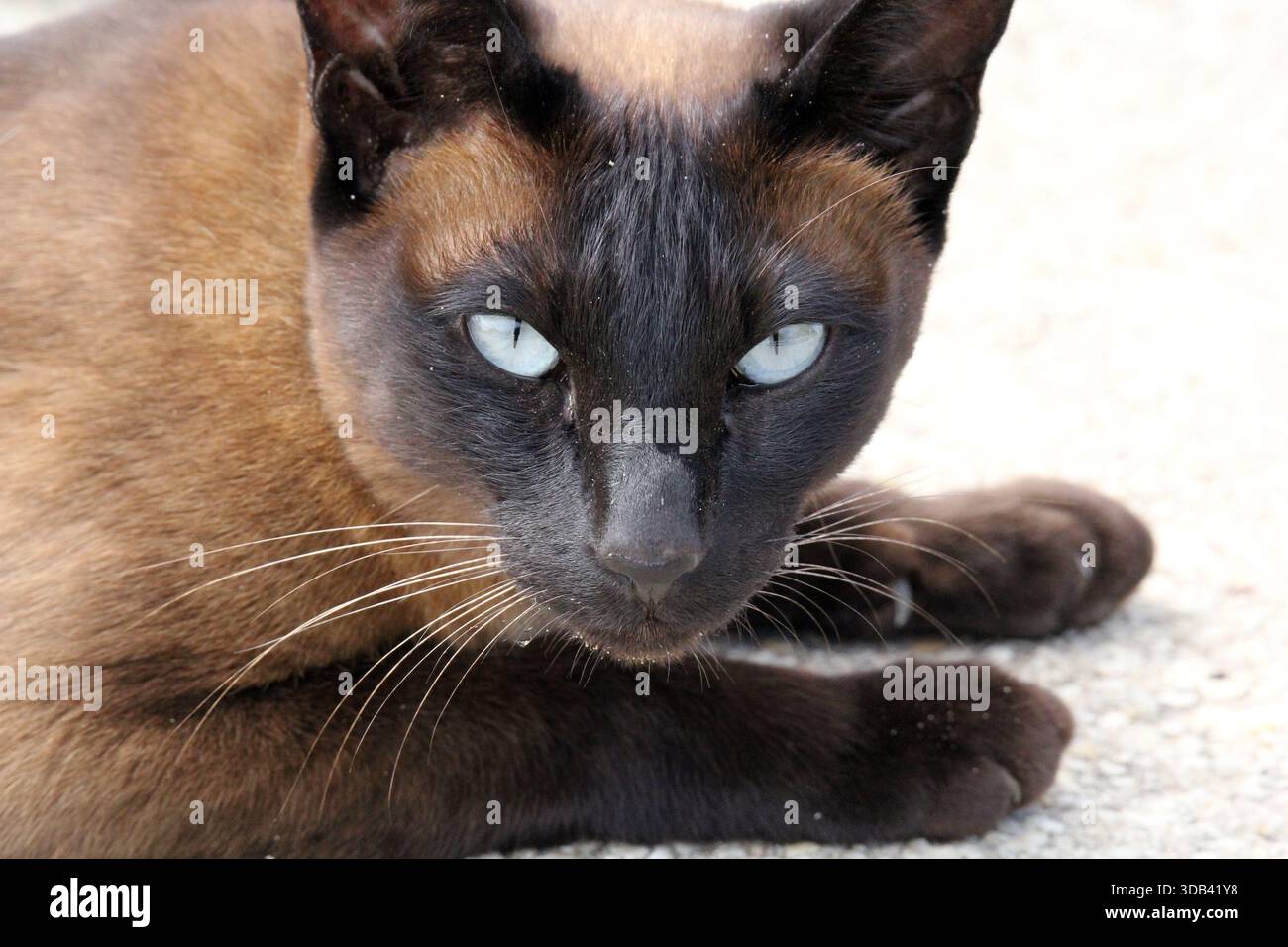 Gros plan portrait d'un chat siamois brun se détendant sur une surface en béton Banque D'Images