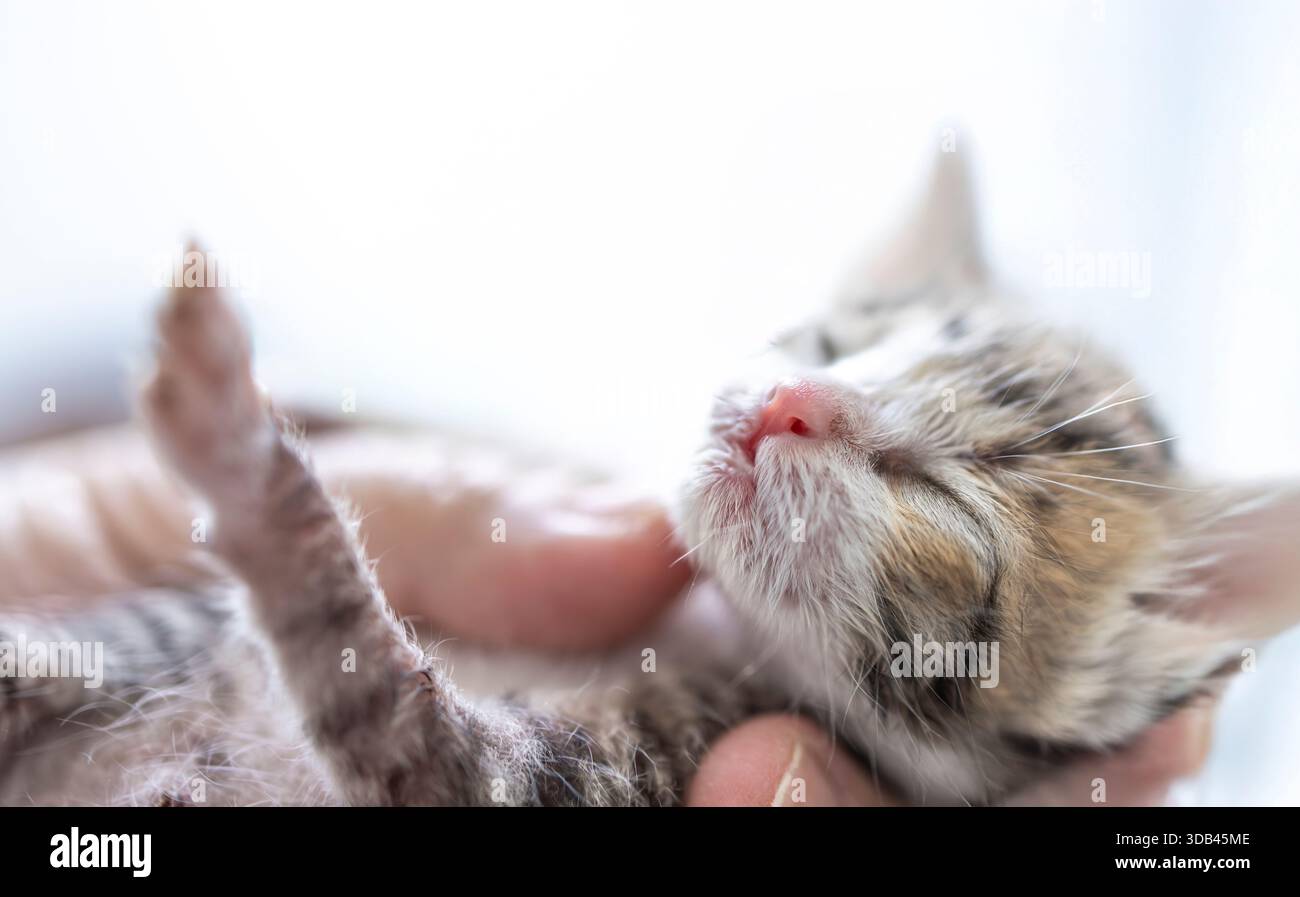 Petit chaton bébé mignon dans la paume de la main Banque D'Images