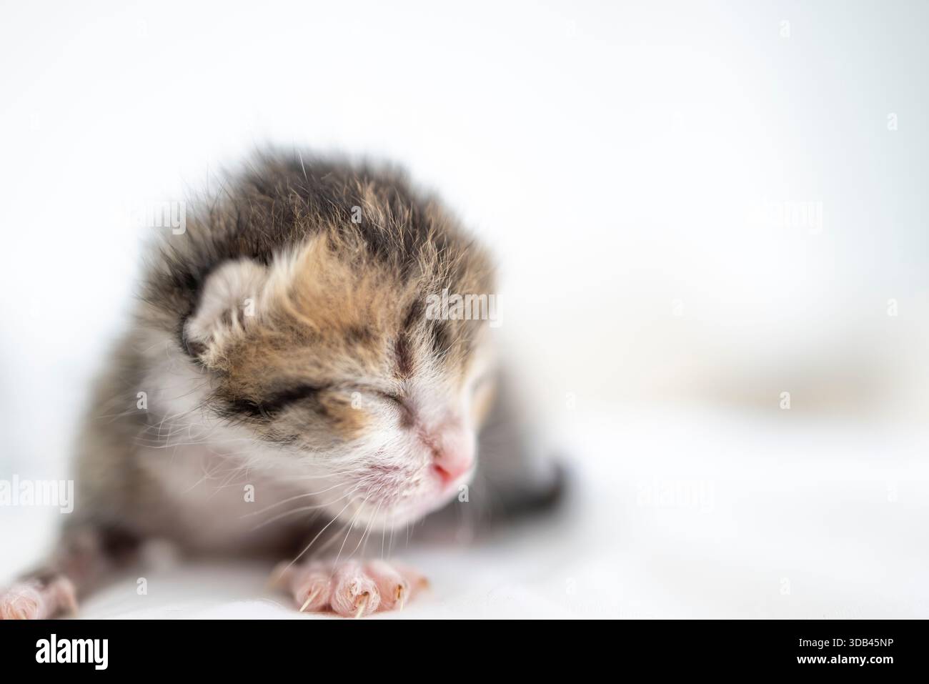 Gros plan de minuscule chaton bébé mignon Banque D'Images