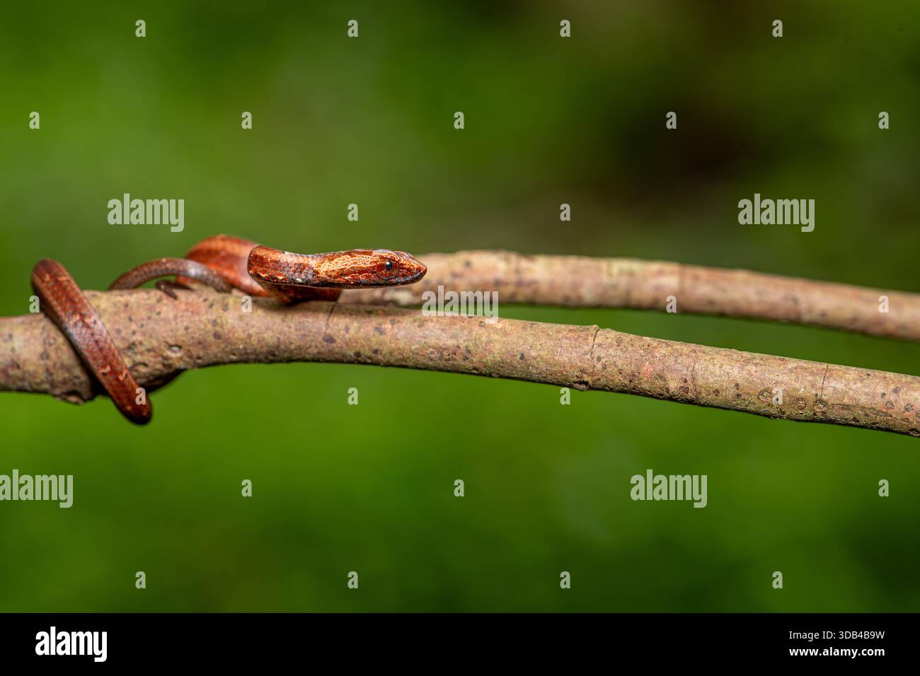Un serpent orange vif, dont les écailles brillent par la lumière du soleil, s'enroule langoureusement autour d'une branche d'arbre accidentée. Banque D'Images