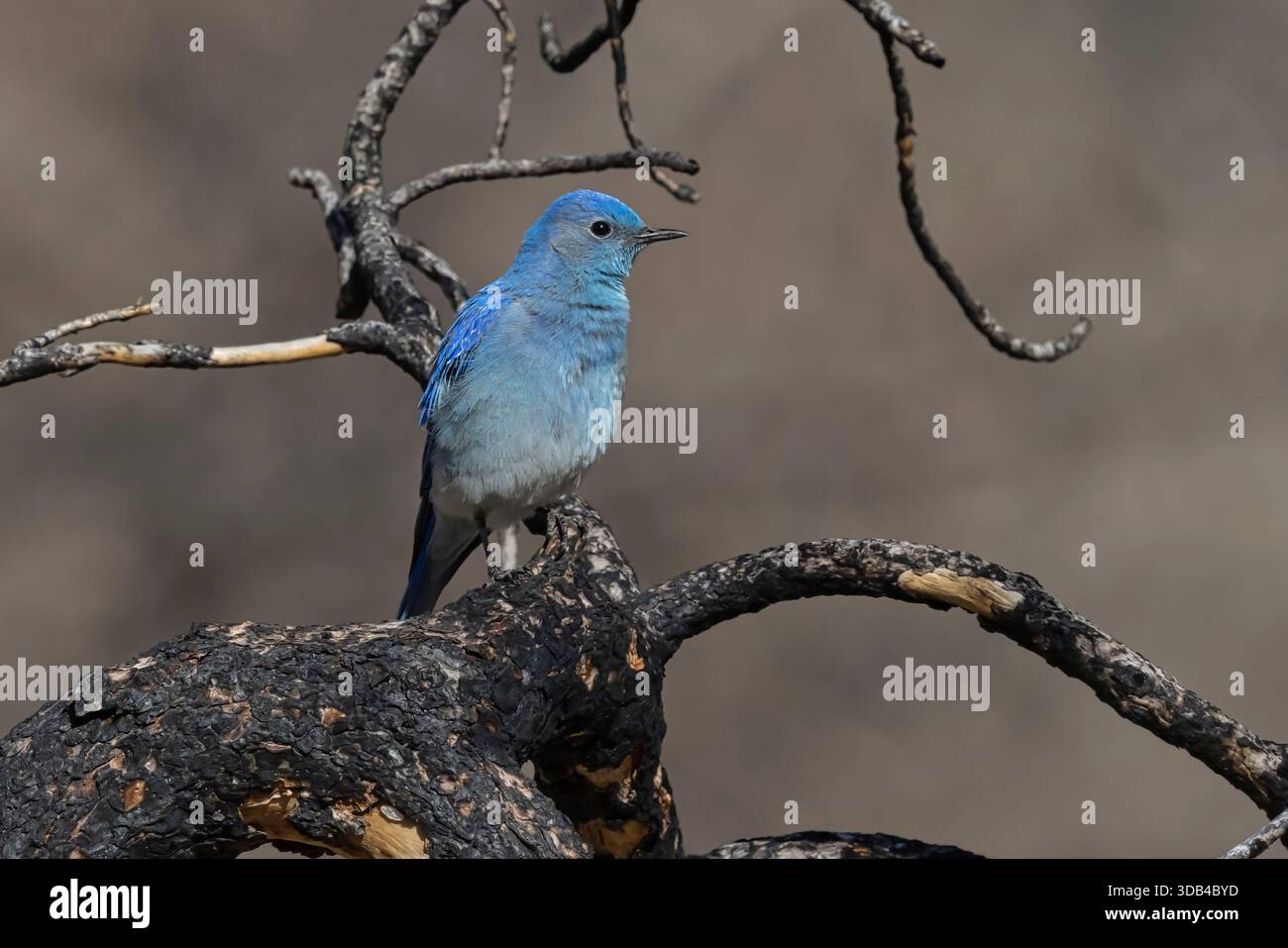 Mountain Bluebird, rivière poudre, Coloroado, États-Unis, avril 2025 Banque D'Images