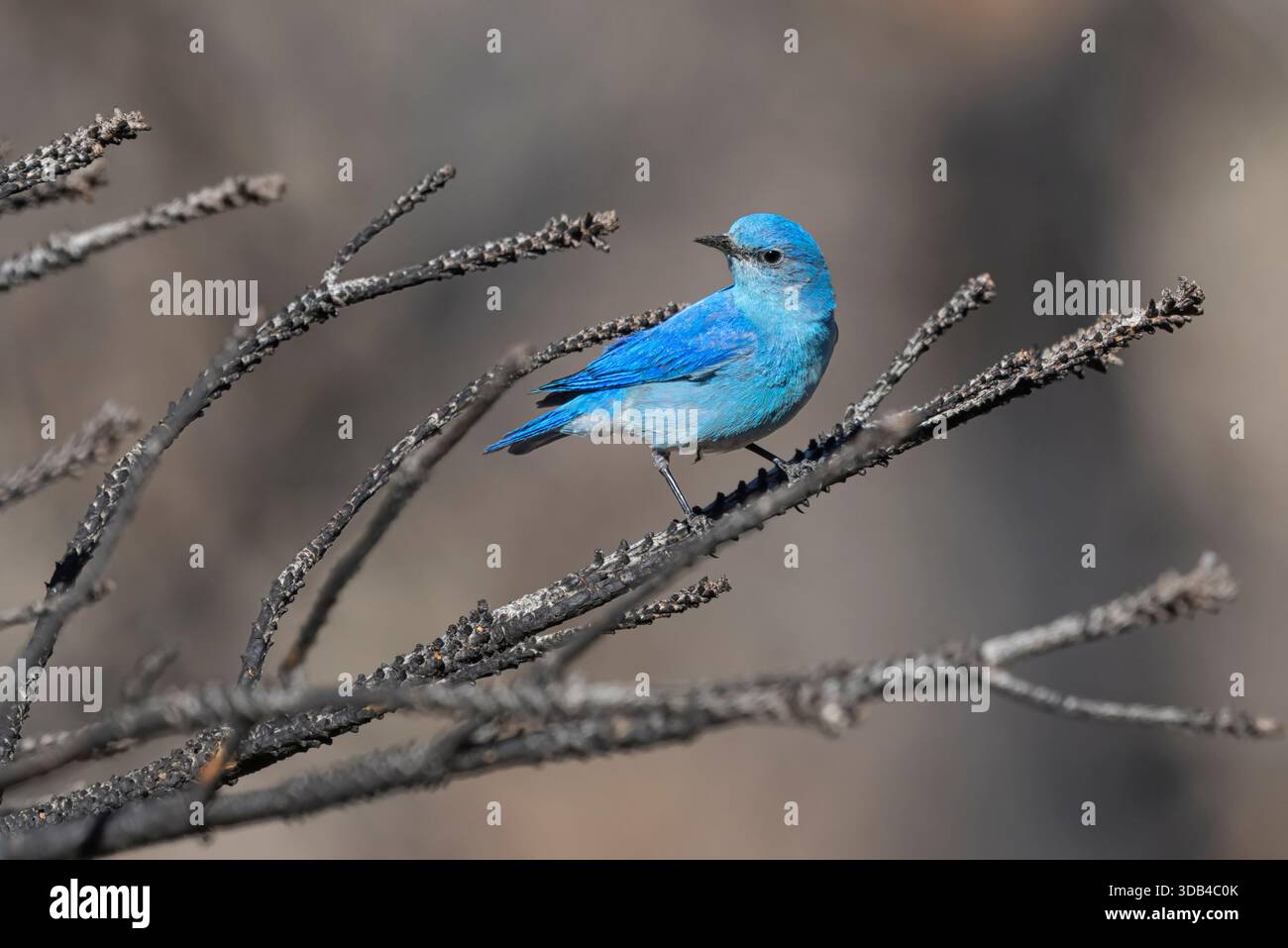 Mountain Bluebird, rivière poudre, Coloroado, États-Unis, avril 2025 Banque D'Images