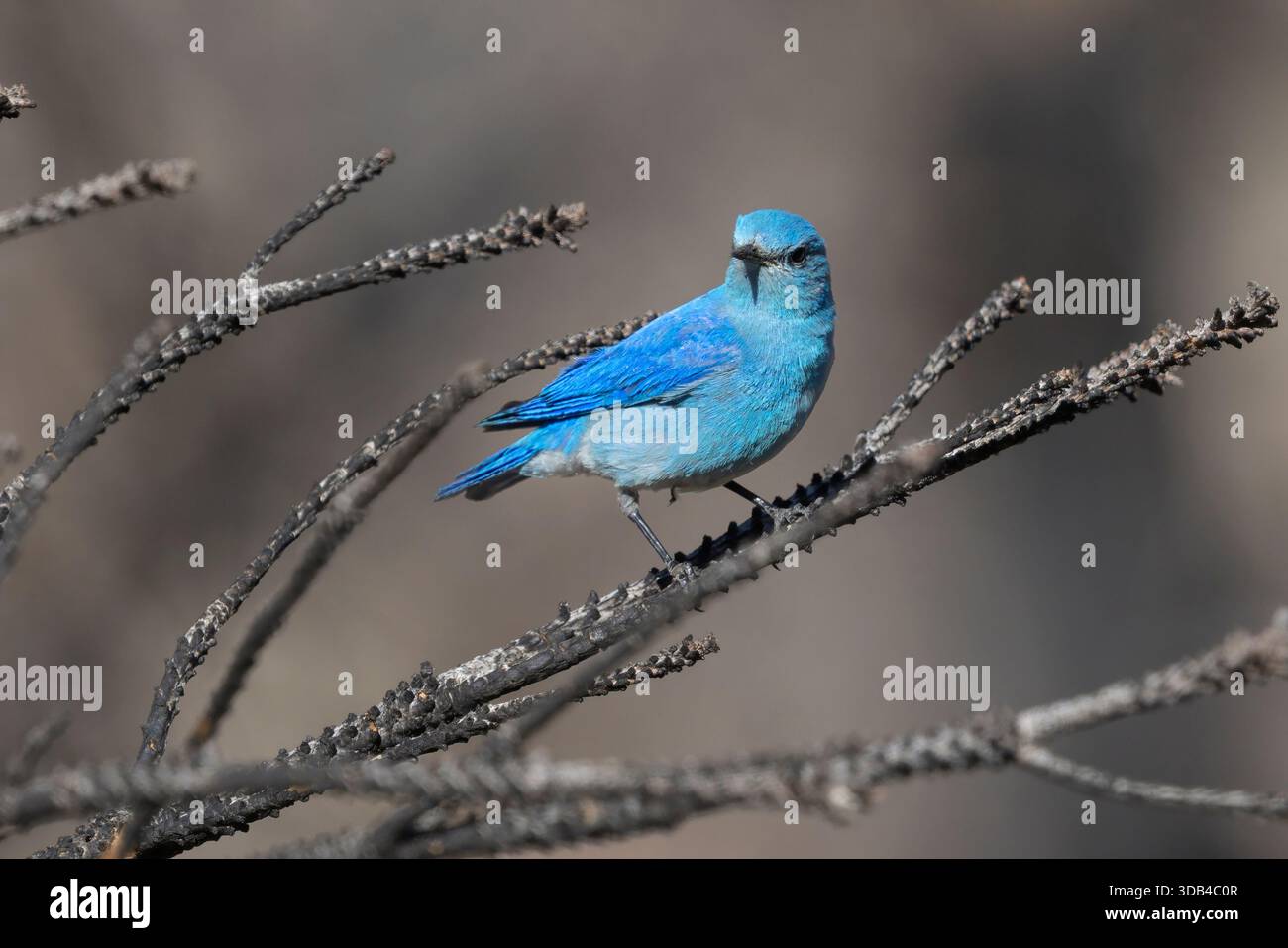 Mountain Bluebird, rivière poudre, Coloroado, États-Unis, avril 2025 Banque D'Images