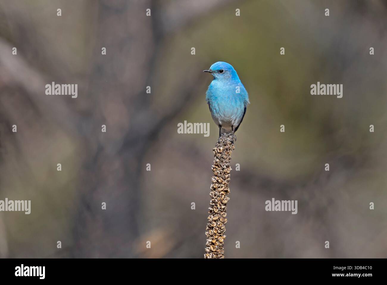 Mountain Bluebird, rivière poudre, Coloroado, États-Unis, avril 2025 Banque D'Images