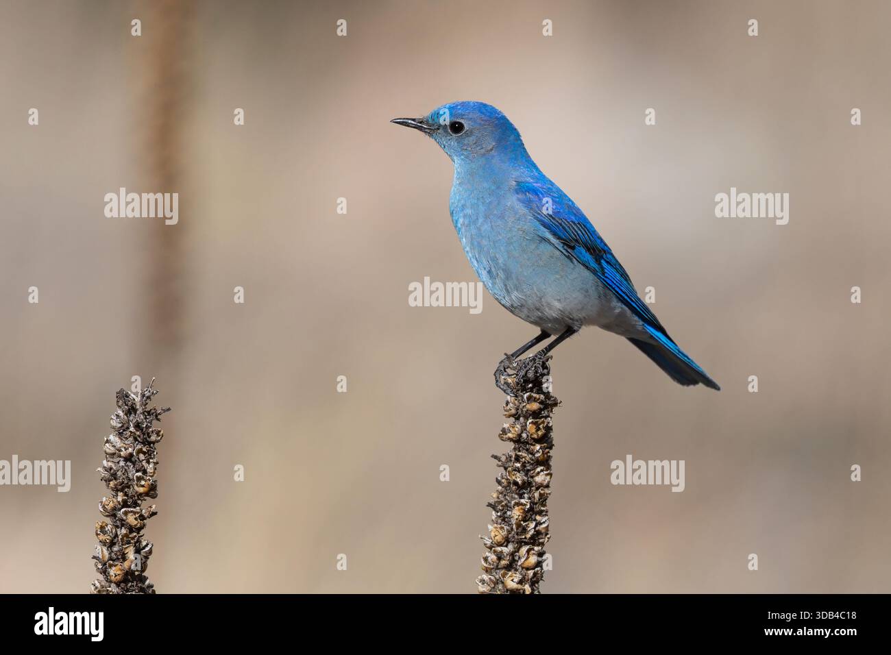 Mountain Bluebird, rivière poudre, Coloroado, États-Unis, avril 2025 Banque D'Images