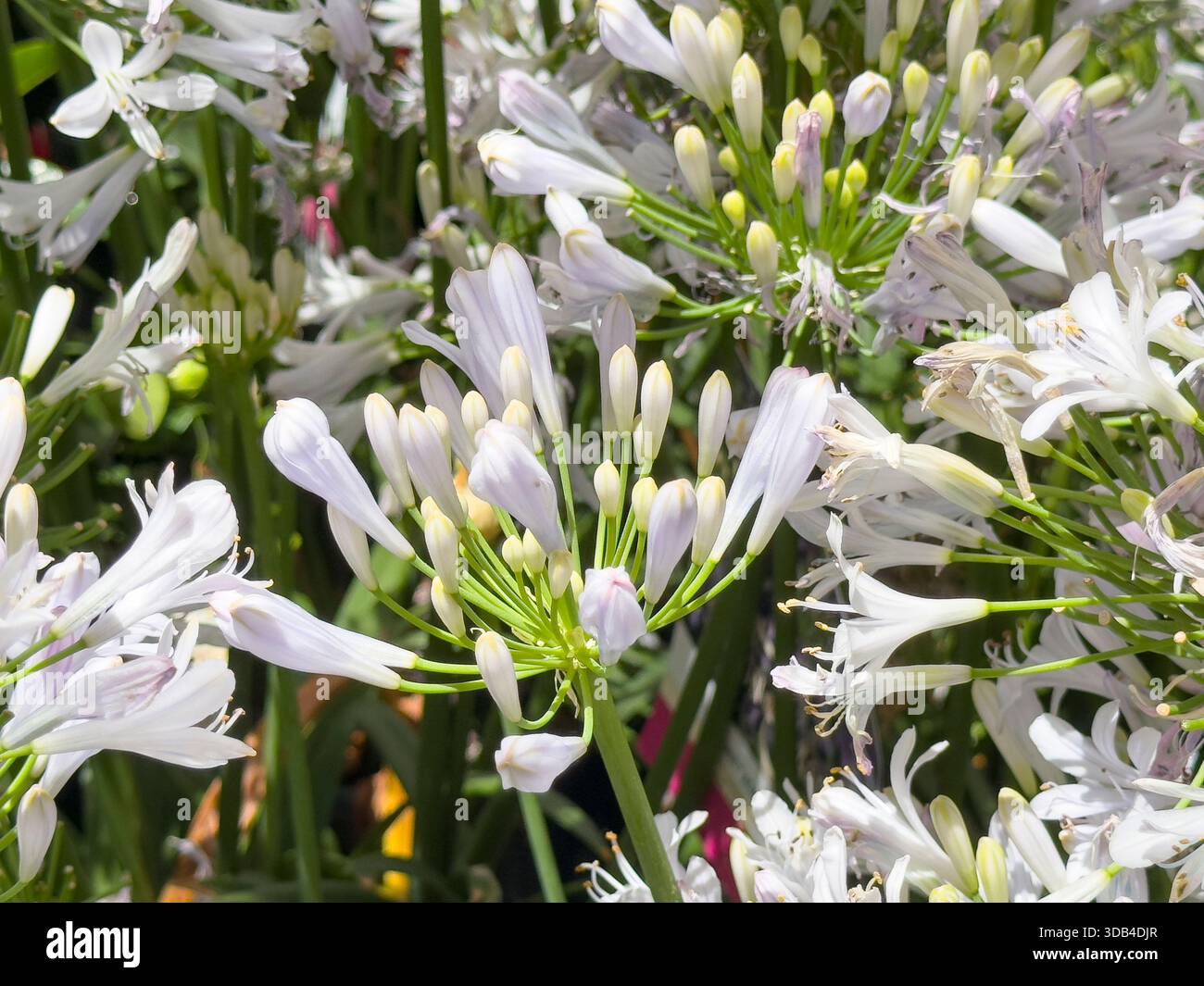 Une vue de fleurs blanches d'agapanthus, exposées dans une pépinière locale. Banque D'Images