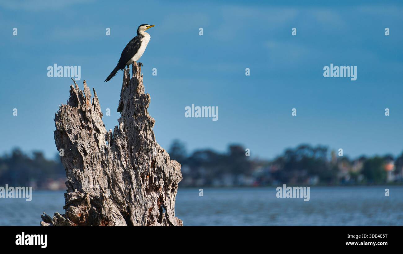 Cormoran pied perché sur une souche d'arbre morte au bord du lac Mulwala Banque D'Images