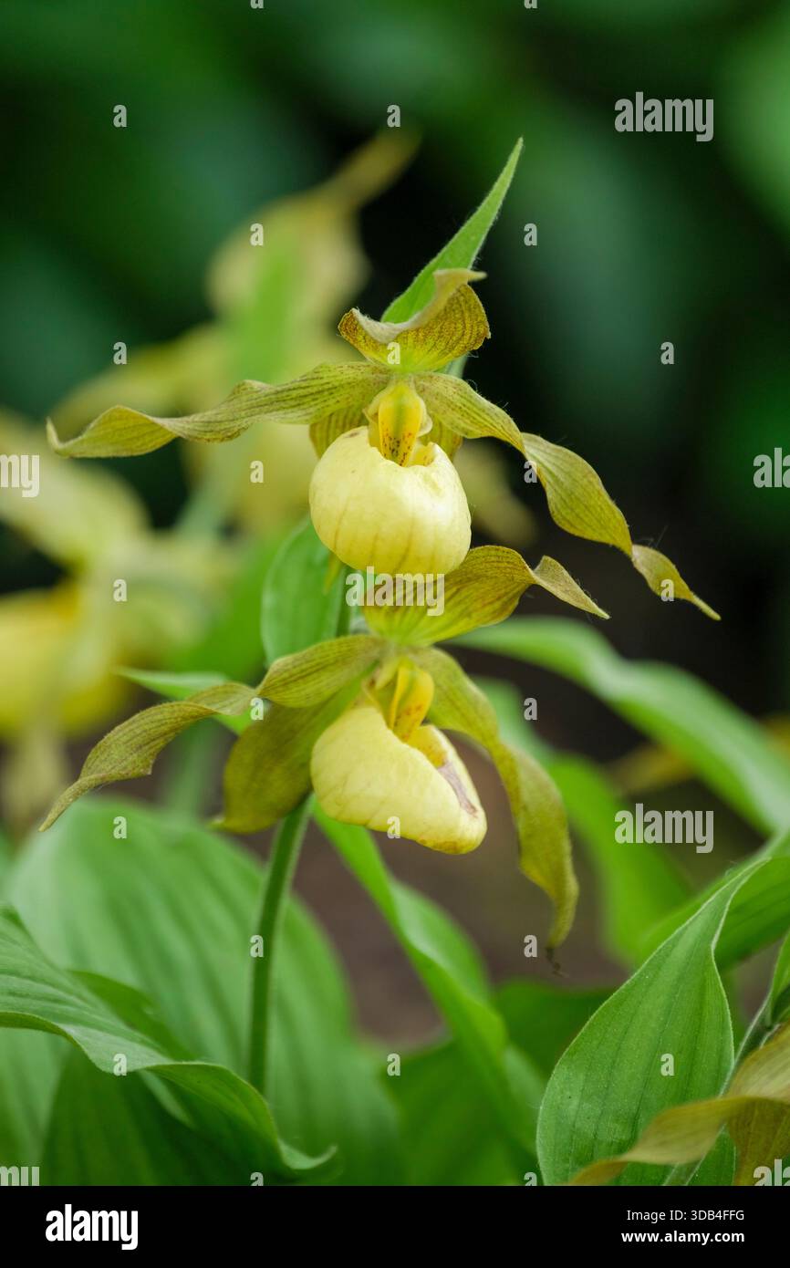 Cypripedium Boots gx, bottes d'orchidée pantoufle de dame, bottes d'orchidée de jardin, feuilles veinées, fleurs, grand, sachets blanc crème, torsadés, marron à foncé b Banque D'Images
