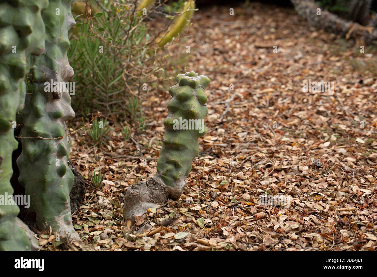 Vue d'un cactus totem pôle. Banque D'Images