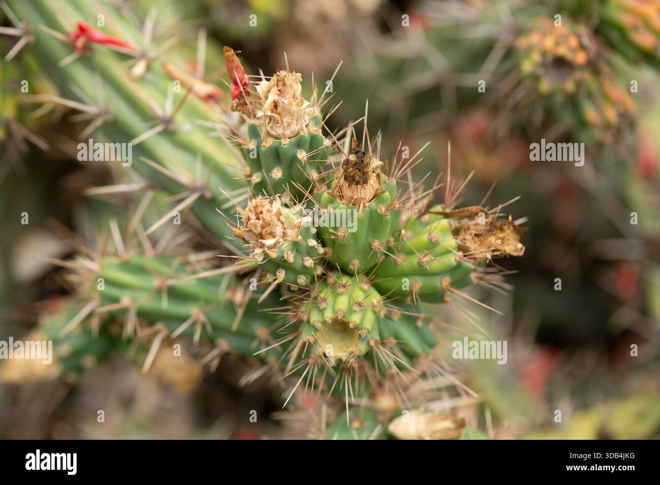 Une vue d'un cactus cholla serpent. Banque D'Images