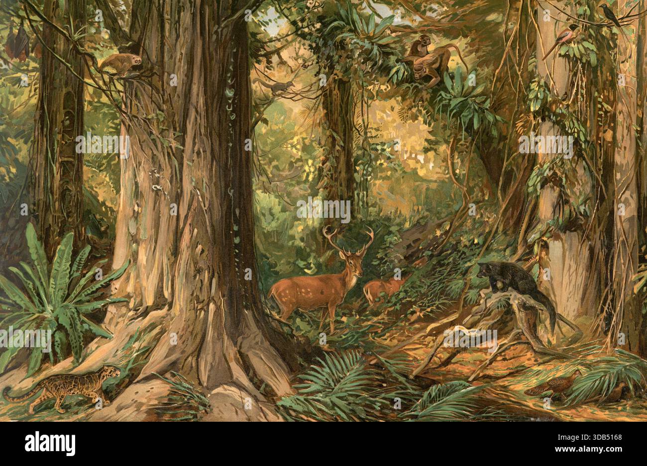 Paysage forestier primitif en Indochine, les régions continentales de l'Asie du Sud-est, au sud de la Chine et à l'est du sous-continent indien, reproduction authentique d'une carte murale scolaire, historique, vers 1900 Banque D'Images