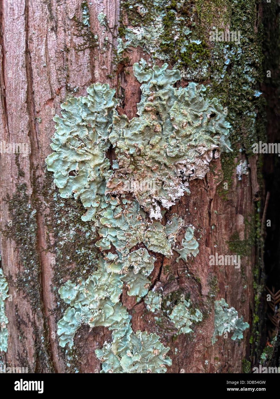Flavoparmelia caperata, le lichen vert commun, est un lichen foliaire qui pousse sur l'écorce des arbres Banque D'Images