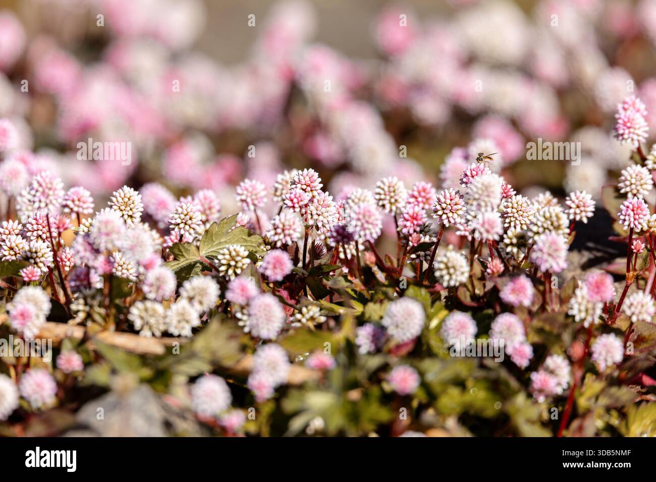 Gros plan macro de fleurs de Persicaria capitata (tête rose Knotweed), formant un tapis rose dense avec un fond bokeh doux et rêveur à San Gerardo de Dota, Costa Rica. Banque D'Images